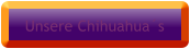 Unsere Chihuahua´s